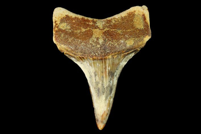 Colorful White/Mako Shark Tooth Fossil - Sharktooth Hill, CA #122719
